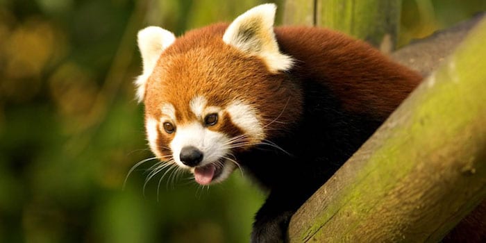 panda roux au zoo de Thoiry, parc zoologique safari - Instinct animal