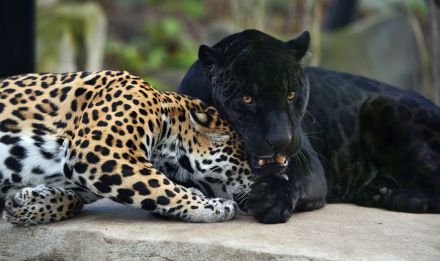 jaguar au zoo de Vincennes, parc zoologique de Paris - Instinct animal
