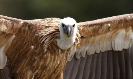 vautour fauve au zoo de vincennes, parc zoologique de Paris - instinct animal