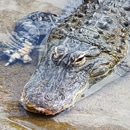 alligator au zoo le pal - Parc animalier dans l'allier - Instinct animal
