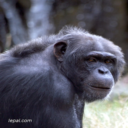 chimpanze, zoo Le Pal - Parc animalier dans l'allier - instinct animal 