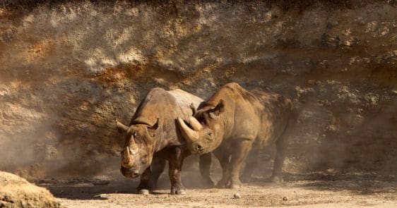 Rhinocéros noir au bioparc de Doué-la-Fontaine - Instinct Animal