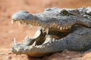 Crocodile du Nil à la ferme aux crocodiles, parc zoologique - instinct animal 