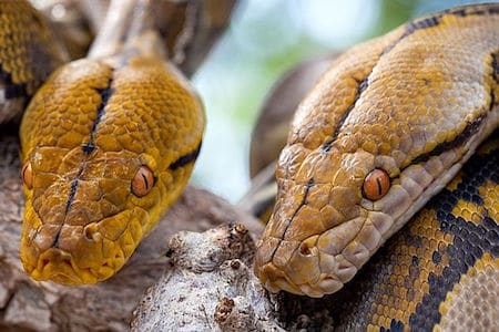 python réticulé à la ferme aux crocodiles, parc zoologique, zoo - Instinct animal