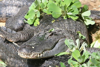 Alligator du Mississippi, à la Ferme aux Crocodiles, zoo- instinct animal