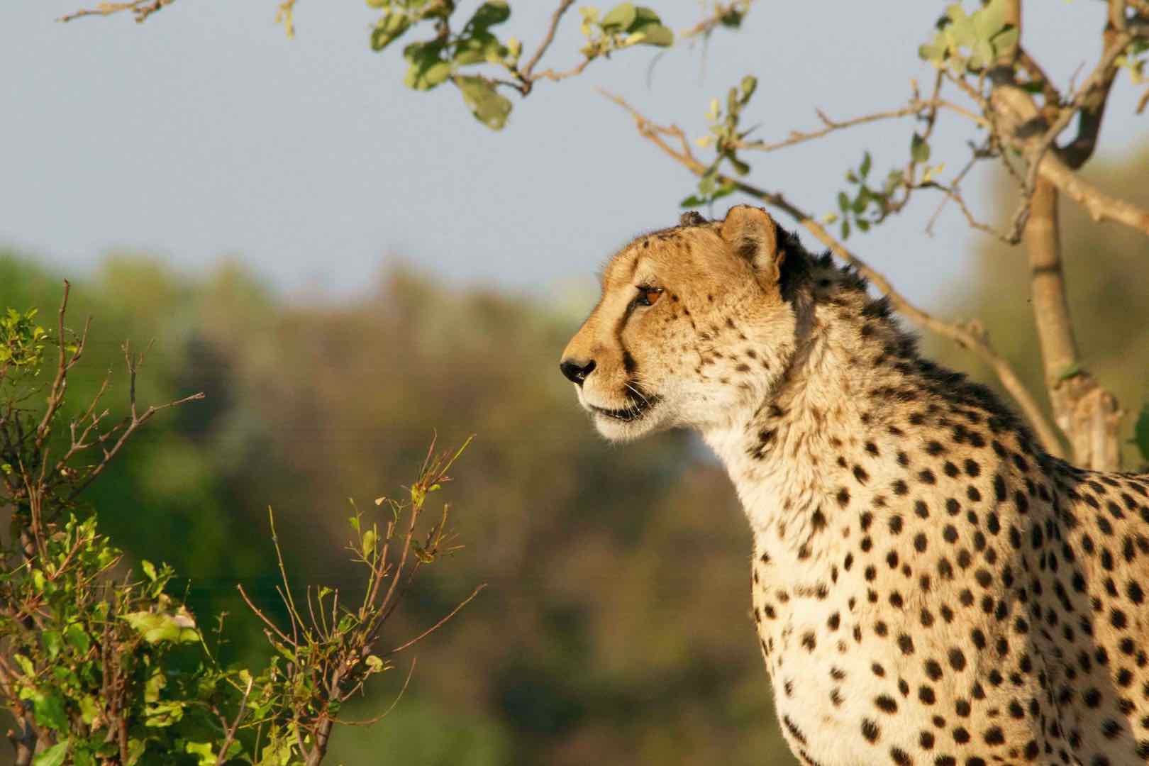 Animal sauvage, animaux sauvages, fiches animalères Animal sauvage, animaux sauvages, monde animalier, fiches - Instinct animal