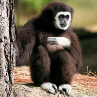 Gibbon à mains blanches au zoo de Branféré, parc zoologique en Bretagne - instinct animal 