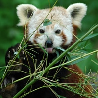 Panda roux au zoo de Branféré, parc zoologique en Bretagne - Instinct animal