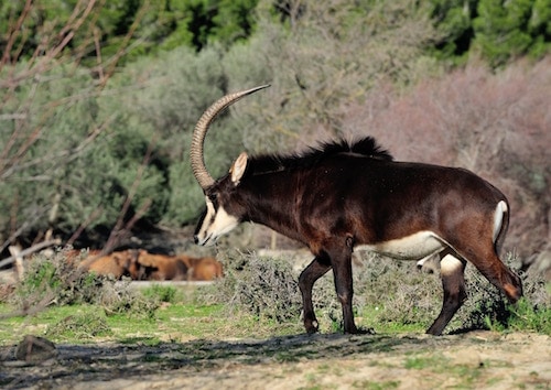 Hippotrague noir, Reserve de Sigean, parc zoologique, zoo - Instinct animal