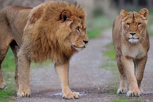 Lion d'Afrique à la reserve de sigean, parc zoologique, zoo - instinct animal 