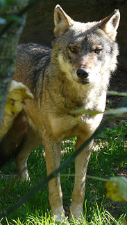 Loup gris à Touroparc Zoo, parc zoologique Bourgogne - instinct animal 