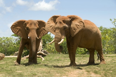 Eléphant d'Afrique au zoo d'Arcachon, parc zoologique de Gironde - instinct animal