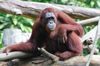 Orang-outan au Zoo d'Arcachon, parc zoologique de Gironde - instinct animal 