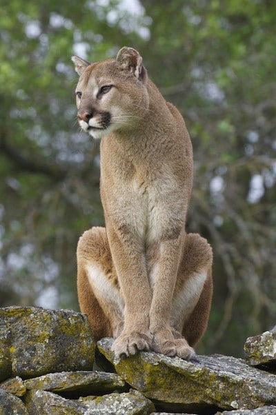 Puma au zoo d'Arcachon, parc zoologique de Gironde - Instinct animal