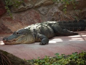 Alligator du Mississippi au zoo de Cerza, parc zoologique de Normandie- instinct animal