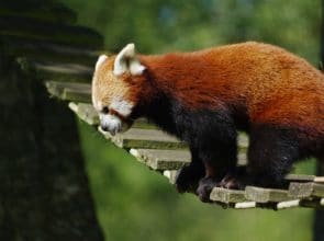 Panda roux au zoo de Cerza, parc zoologique de Normandie - Instinct animal