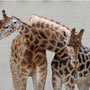 Girafe au zoo de Pont Scorff, parc zoologique Bretagne - instinct animal