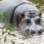 Hippopotame au Zoo de Pont Scorff, parc zoologique Bretagne - Instinct animal