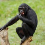 Bonobo au Zoo la Vallée des Singes, parc zoologique de la Vienne - Instinct animal