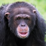 Chimpanzé au Zoo la Vallée des Singes, parc zoologique dans la Vienne - instinct animal 