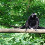 Gibbon à bonnet au zoo la Vallée des Singes, parc zoologique dans la Vienne - instinct animal