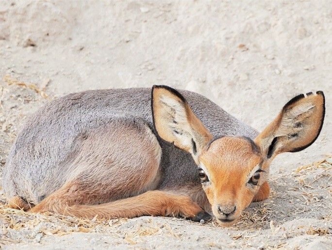Bebe beira, jeune antilope d'Afrique
