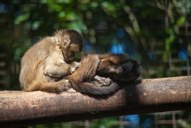 Singes capucins bruns pendant leur toilettage