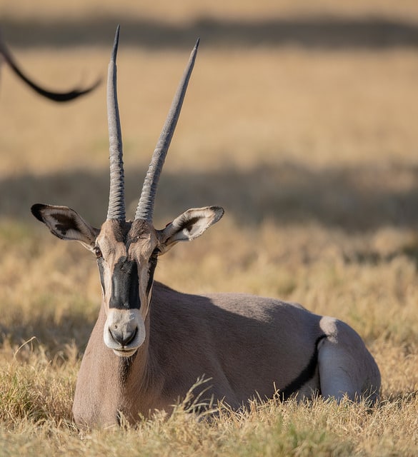 oryx beisa, bovidé herbivore d'Afrique