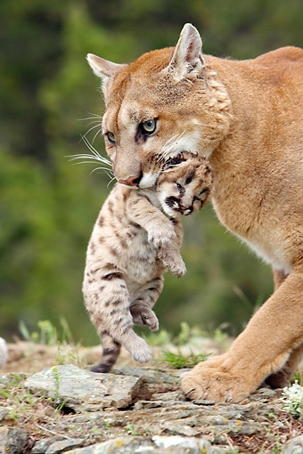 jeune bebe puma avec sa maman, felin d'amerique