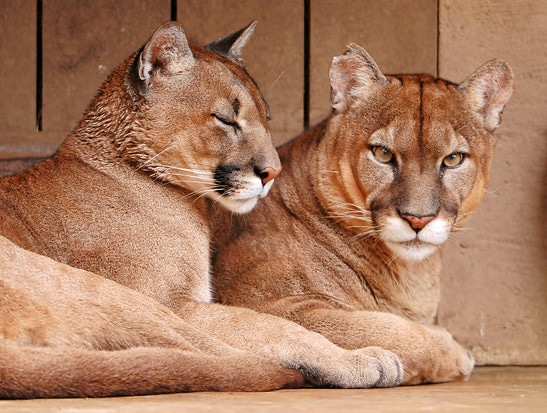 animal puma taille