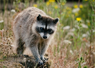 raton-laveur, mammifère d'Amerique du Nord - Instinct animal