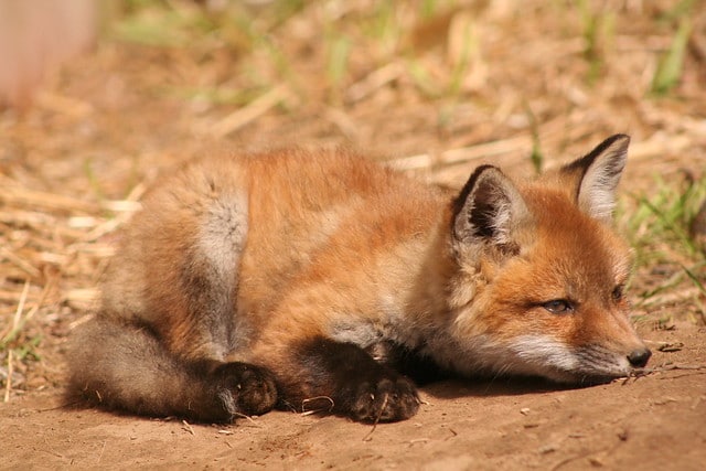 Petit bébé renard roux, renardeau, mammifère carnivore