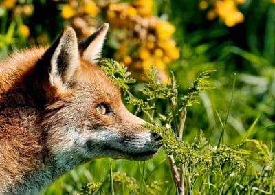 renard roux, canidé carnivore d'europe, instinct animal