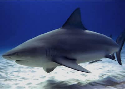 requin-bouledogue, requins dangereux, instinct animal