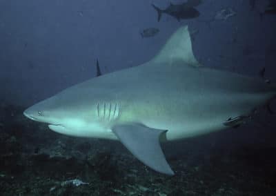 requin tigre, requins dangereux, instinct animal