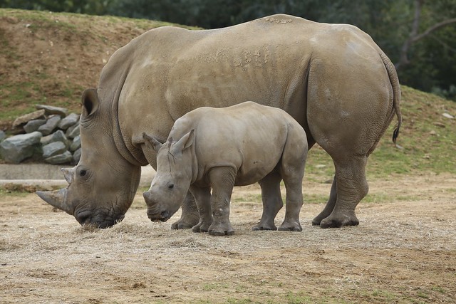 petit bebe rhinocéros blanc avec sa mère