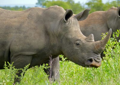 rhinoceros blanc, espèce en danger d'extinction