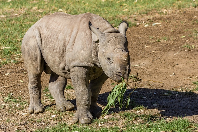 Petit bebe rhinoceros noir, mammifère africain nger