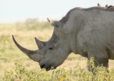Rhinoceros noir, mammifère d'Afrique menacé d'extinction
