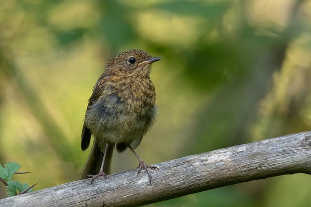 petit rouge-gorge familier juvenile, oiseau passereau