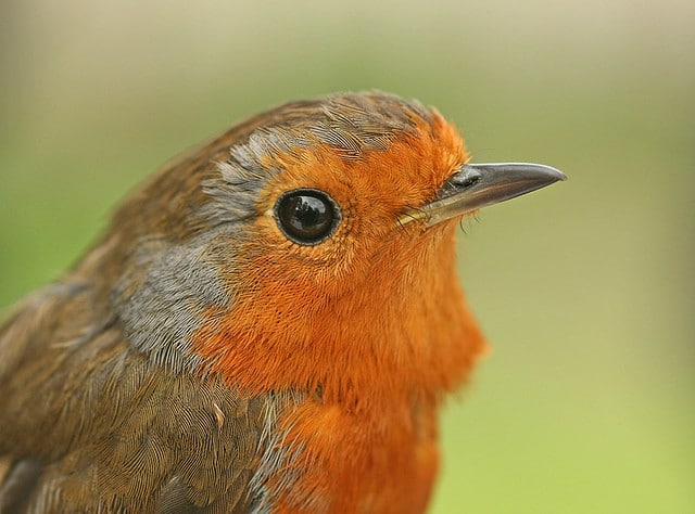 rouge gorge familier, oiseau, passereau