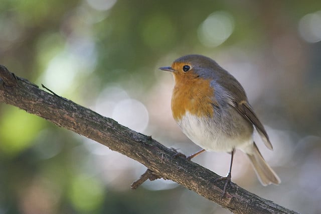 Rouge-gorge familier — Wikipédia