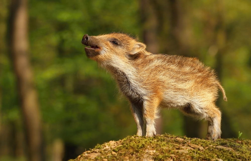 marcassin, petit bebe sanglier, instinct animal