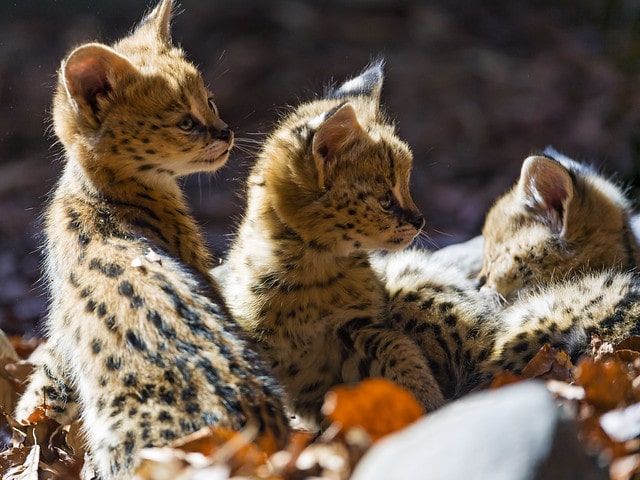 bebe serval, chaton, felin carnivore d'afrique