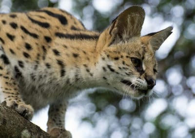 serval, félin sauvage d'Afrique