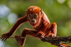 bebe singe hurleur roux, primate en danger