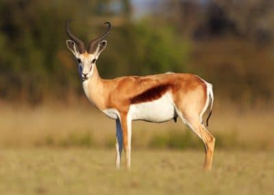 springbok, antilope d'Afrique