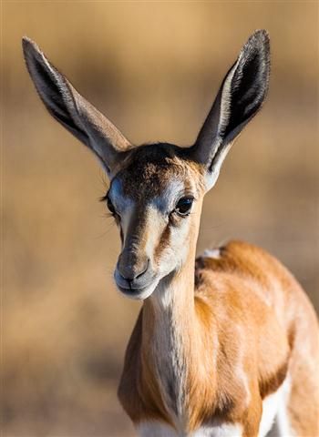 petit bebe springbok, antilope d'Afrique