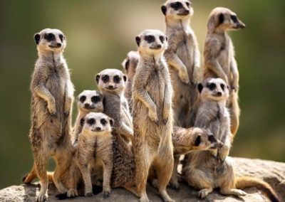 suricate, mammifere d'Afrique