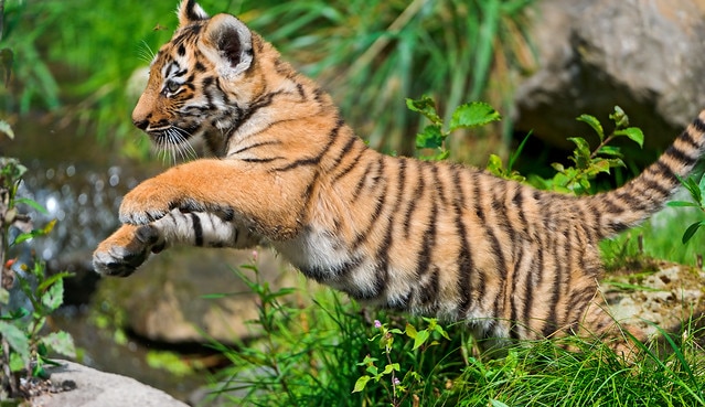 bebe tigre, tigrou, tigron, felin carnivore